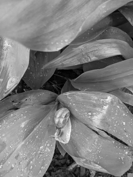 Close Tiro Folhas Frescas Parque Caracol — Fotografia de Stock