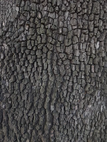 木の幹の質感の背景を閉じます — ストック写真