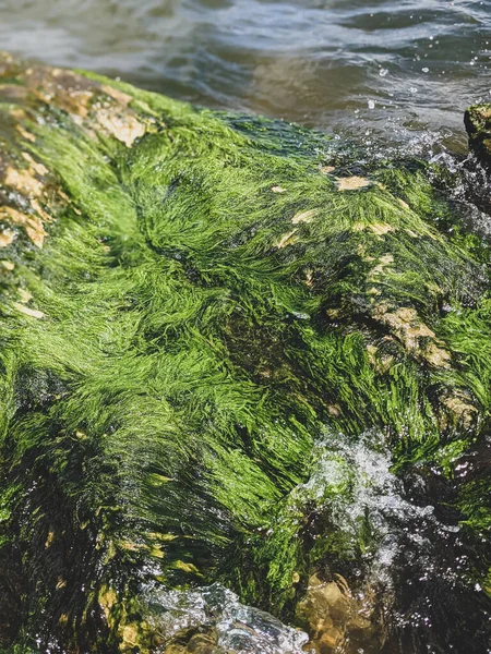 Beautiful Texture Background Seaweed Close — Stock Photo, Image