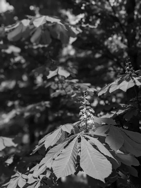 Lkbaharda Güzel Kestane Ağacı Dalları — Stok fotoğraf