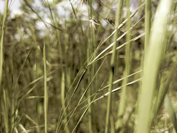 Beautiful Grass Growing Lawn Spring — Stock Photo, Image