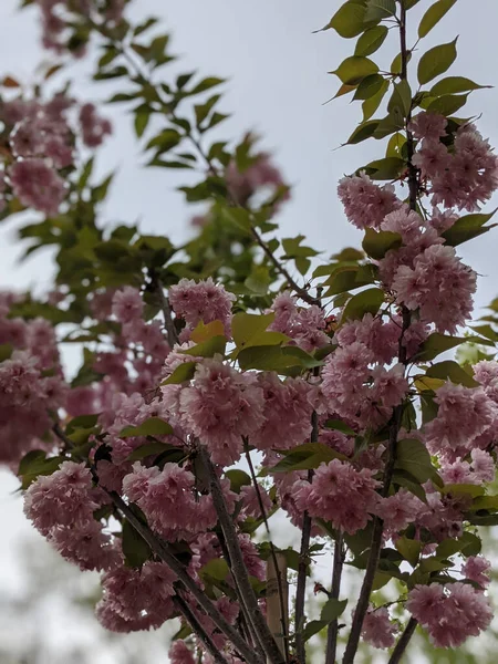 Piękne Gałęzie Drzew Kwiatami Wiosnę — Zdjęcie stockowe