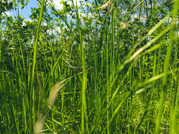 Schönes Gras Das Frühling Auf Dem Rasen Wächst — Stockfoto