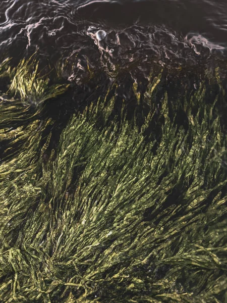 Beautiful Texture Background Seaweed Close — Stock Photo, Image