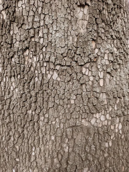 Vicino Albero Tronco Texture Sfondo Legno — Foto Stock