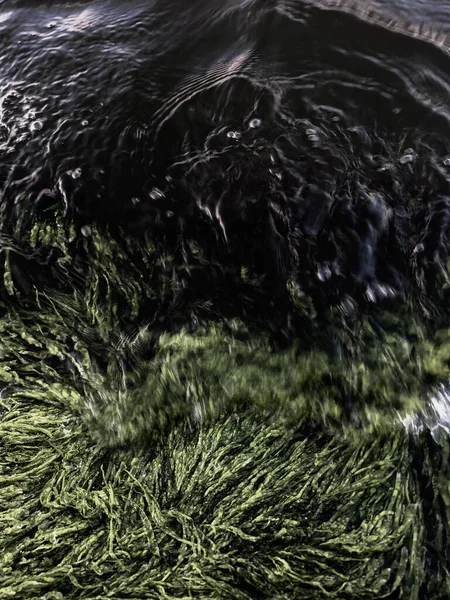 Красивая Текстура Фон Морских Водорослей Крупным Планом — стоковое фото
