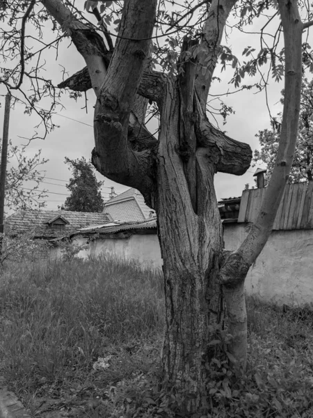 Vieux Arbres Bâtiments Dans Village — Photo