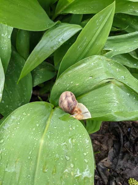 Gros Plan Des Feuilles Fraîches Parc Escargot — Photo