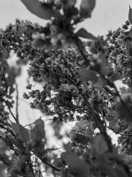 Vacker Trädblomma Våren Parken — Stockfoto