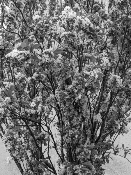 Bell Albero Fiorisce Primavera Nel Parco — Foto Stock