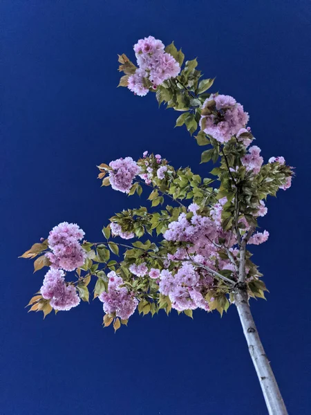 Beautiful Tree Blossom Spring — Stock Photo, Image