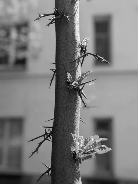 Νεαρά Ανοιξιάτικα Φύλλα Στο Δέντρο — Φωτογραφία Αρχείου
