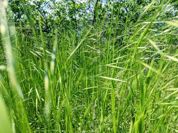 Красивая Трава Растет Газоне Весной — стоковое фото