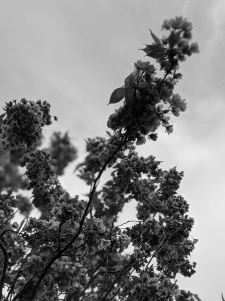 Lkbaharda Parkta Güzel Bir Ağaç Çiçek Açar — Stok fotoğraf