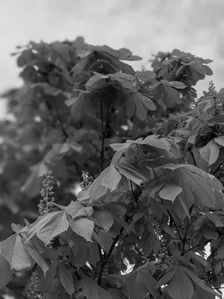 Belos Galhos Castanheiros Primavera — Fotografia de Stock