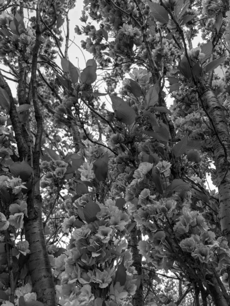Bela Flor Árvore Primavera Parque — Fotografia de Stock