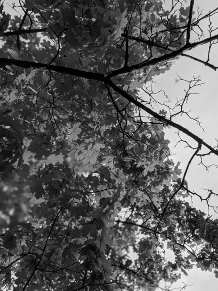 Прекрасные Ветви Деревьев Листьями Весной — стоковое фото