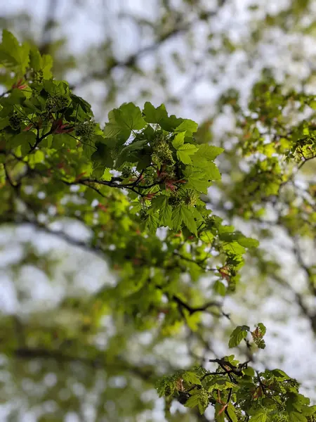 Όμορφα Κλαδιά Δέντρων Φύλλα Την Άνοιξη — Φωτογραφία Αρχείου