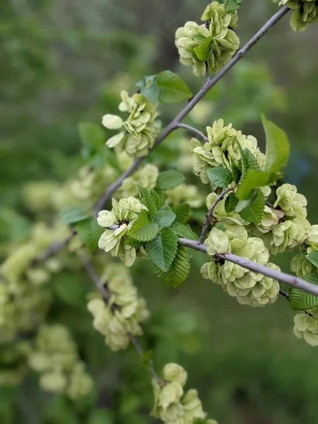 Belles Feuilles Bourgeons Arbres Frais Printemps — Photo