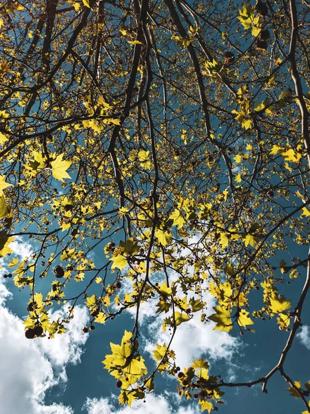 Piękne Drzewo Wiosnę Tle Nieba — Zdjęcie stockowe