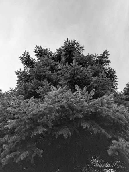 Mooie Dennenbomen Takken Het Voorjaar — Stockfoto