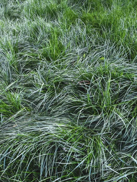 Beautiful Grass Growing Lawn Spring — Stock Photo, Image