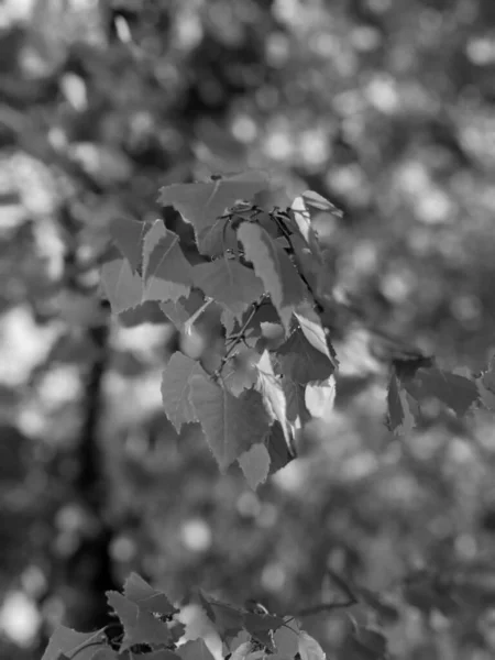Krásné Větve Stromů Listy Jaře — Stock fotografie