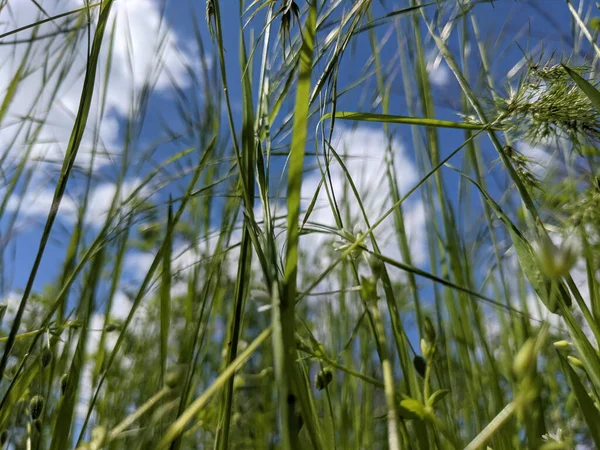 Vackert Gräs Som Växer Gräsmattan Våren — Stockfoto