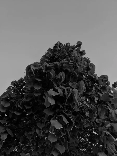 Frische Frühlingsblätter Garten — Stockfoto