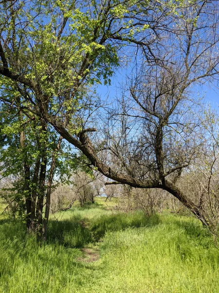 Piękne Ujęcie Drzew Parku Wiosennym — Zdjęcie stockowe