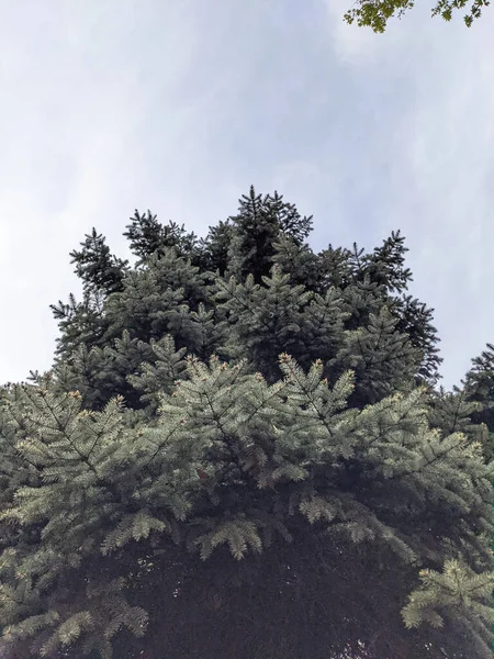 Vackra Gran Träd Grenar Våren — Stockfoto