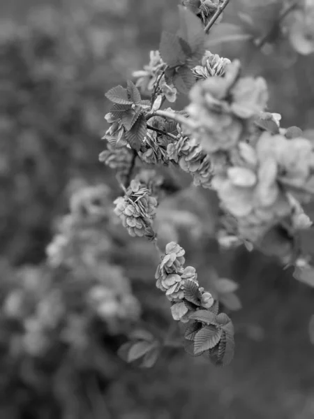 Hermosas Hojas Brotes Árboles Frescos Primavera —  Fotos de Stock