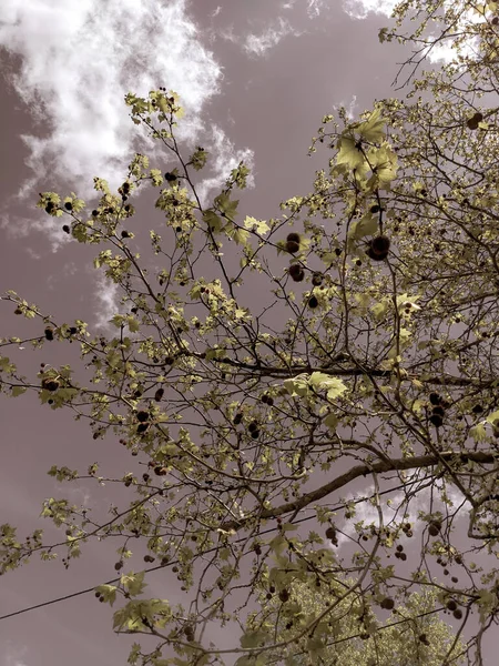 Bellissimo Albero Primavera Sullo Sfondo Del Cielo — Foto Stock