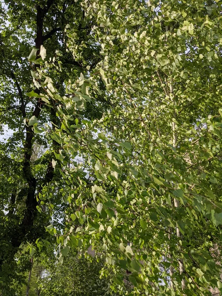 Lkbaharda Yaprakları Olan Güzel Ağaç Dalları — Stok fotoğraf