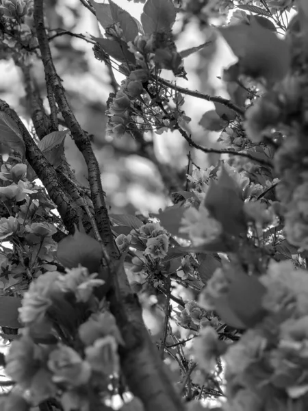 Piękne Drzewo Kwitną Wiosną Parku — Zdjęcie stockowe