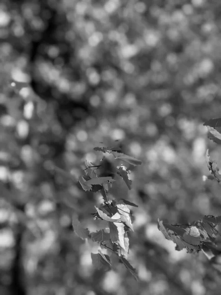 Bellissimi Rami Albero Con Foglie Primavera — Foto Stock