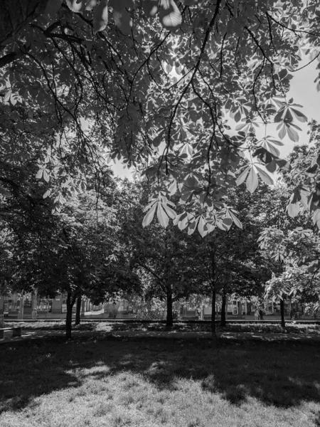 Mooie Kastanjebomen Het Voorjaar Tegen Achtergrond Van Lucht — Stockfoto