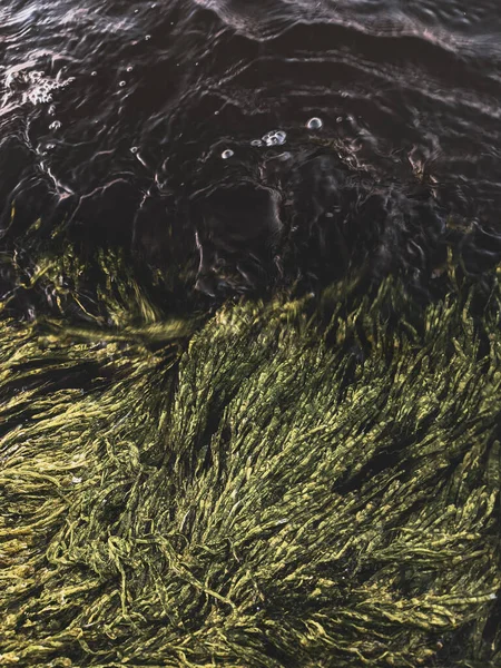 Beautiful Texture Background Seaweed Close — Stock Photo, Image