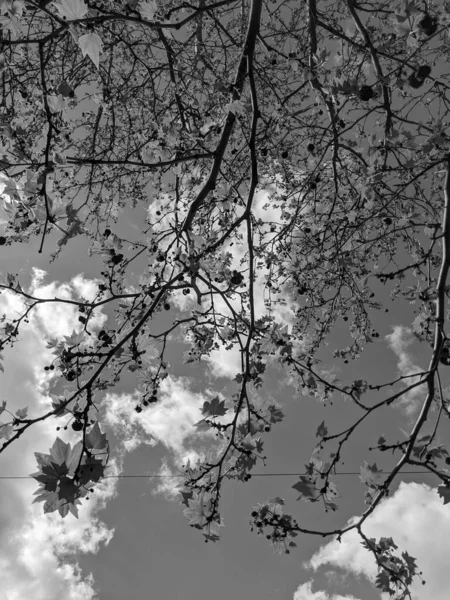 Bela Árvore Primavera Contra Fundo Céu — Fotografia de Stock