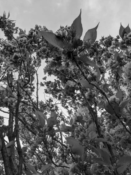 Όμορφο Άνθος Δέντρων Την Άνοιξη Στο Πάρκο — Φωτογραφία Αρχείου