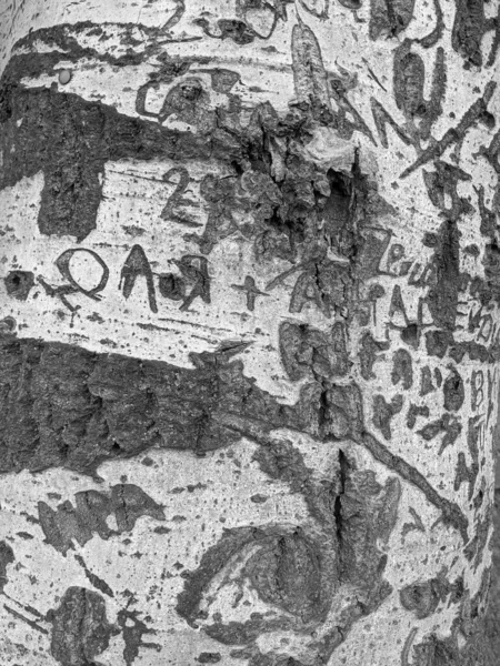 Zbliżenie Drzewa Tułów Tekstury Tła Drewna Symbolami Cięcia — Zdjęcie stockowe