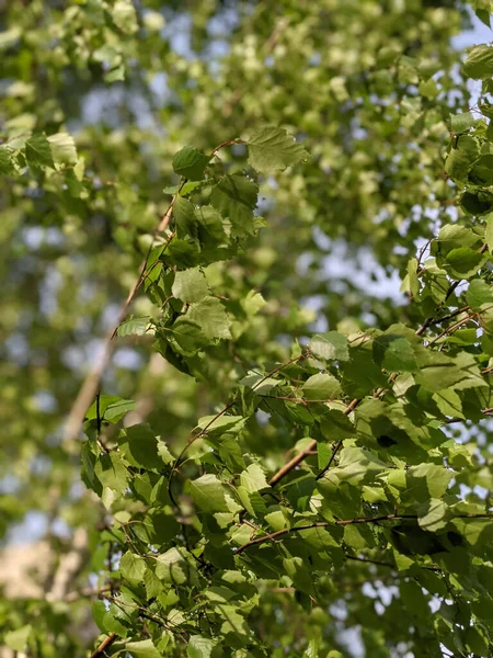 Cabang Pohon Yang Indah Dengan Daun Musim Semi — Stok Foto