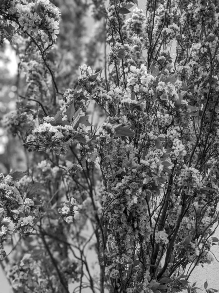 Bell Albero Fiorisce Primavera Nel Parco — Foto Stock