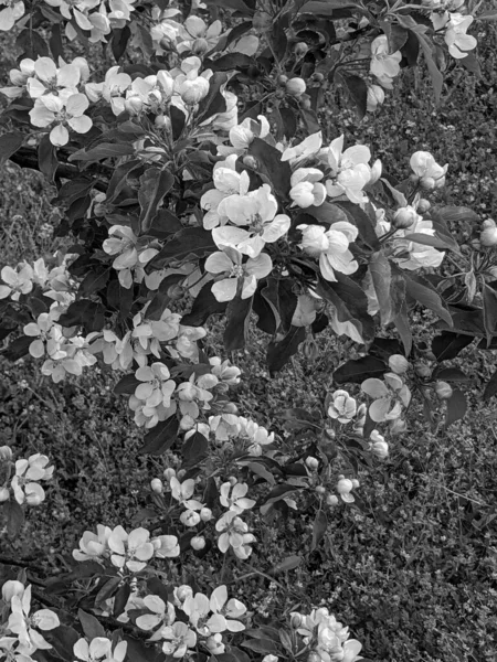 Hermosas Ramas Árboles Con Hojas Flores Primavera —  Fotos de Stock