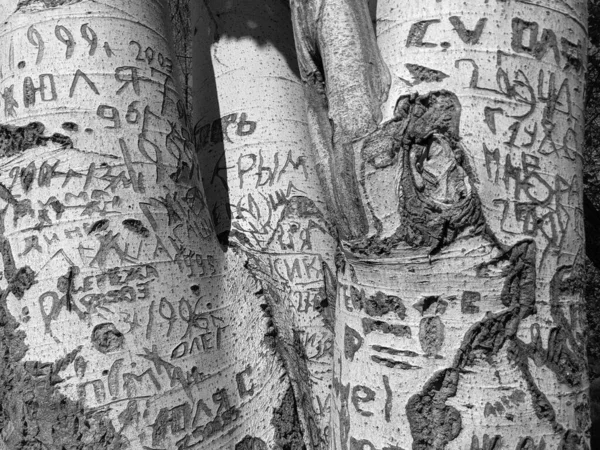 密闭树干纹理背景 带有切割符号的木材 — 图库照片