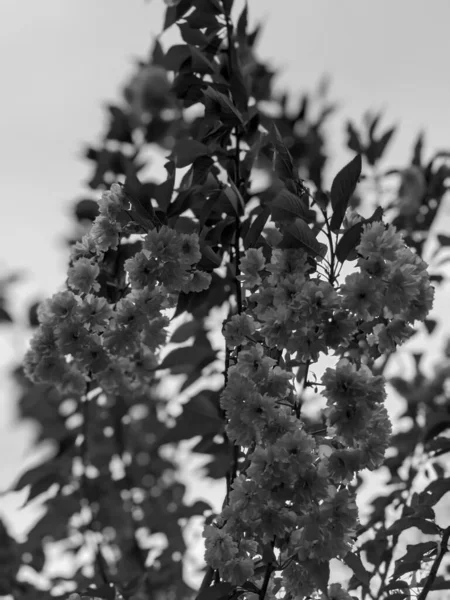 Lkbaharda Çiçekli Güzel Ağaç Dalları — Stok fotoğraf