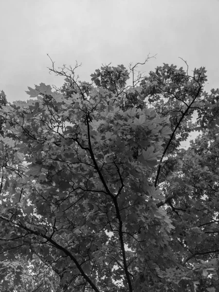 Belos Galhos Árvore Com Folhas Primavera — Fotografia de Stock