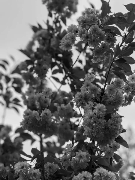 Belos Galhos Árvore Com Flores Primavera — Fotografia de Stock