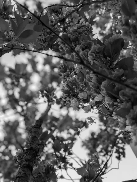 Όμορφο Άνθος Δέντρων Την Άνοιξη Στο Πάρκο — Φωτογραφία Αρχείου