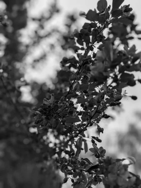 Bela Flor Árvore Primavera — Fotografia de Stock